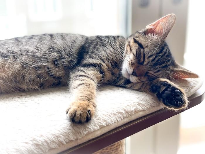 A cat peacefully sleeping while perched in a tree, illustrating a classic feline behavior of finding high vantage points for rest.