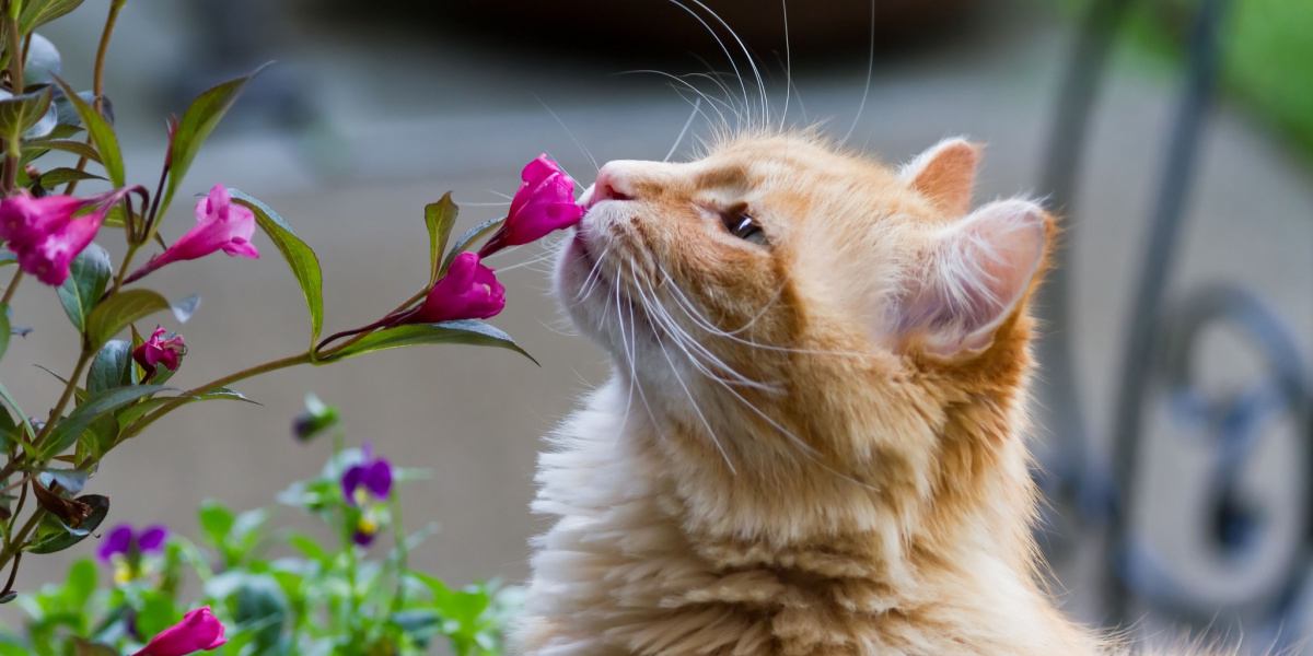 Do Cats Have A Good Sense Of Smell? 