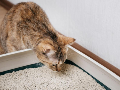 Cat sniffing a litter box