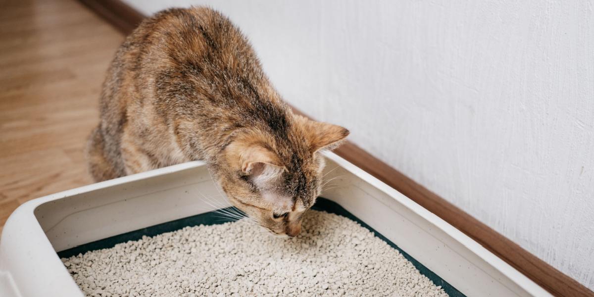An image capturing a curious cat near a litter box, engaging in the act of smelling and investigating its surroundings.
