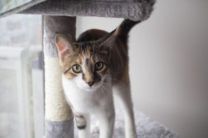 An image capturing a cat confidently standing within a cat tree, enjoying an elevated and cozy spot for observation and relaxation.