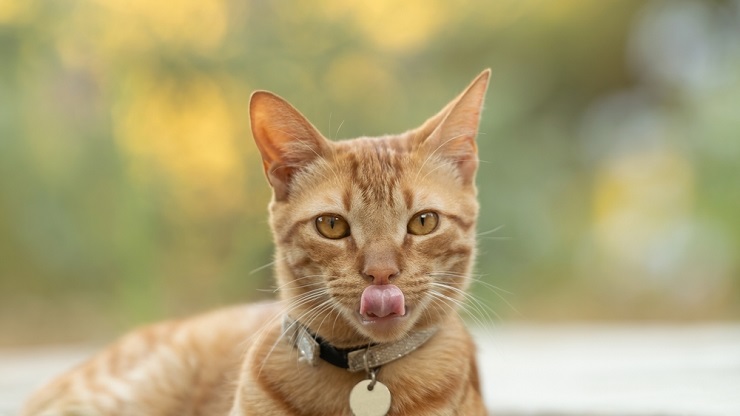 Close-up of a cat's tongue, showcasing its rough texture.
