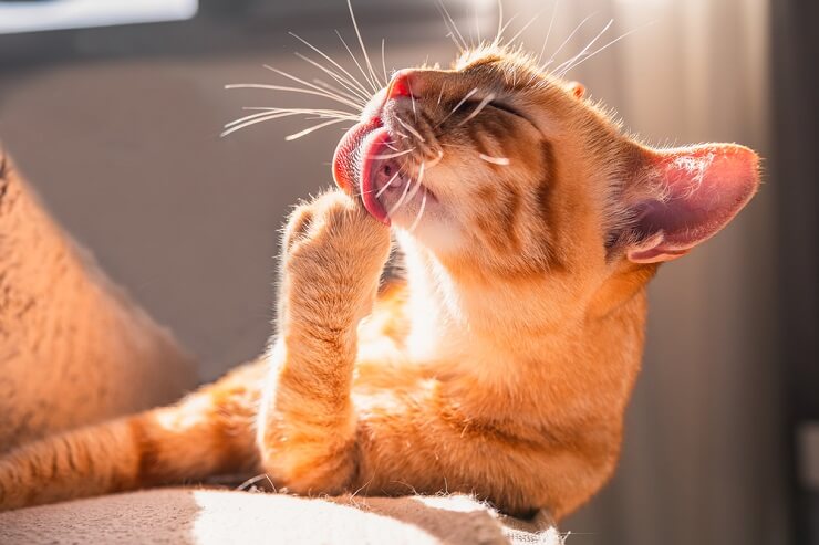 Cat licking paw
