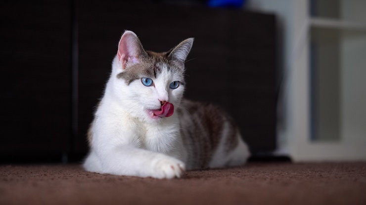 Close-up of cat tongues.