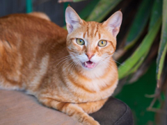 Orange cat with a playful expression and fluffy fur, sitting on a chair and pawing at its nose, possibly indicating an allergic reaction.