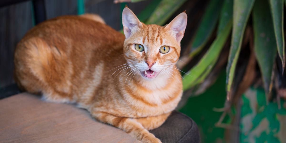 Orange cat with a playful expression and fluffy fur, sitting on a chair and pawing at its nose, possibly indicating an allergic reaction.