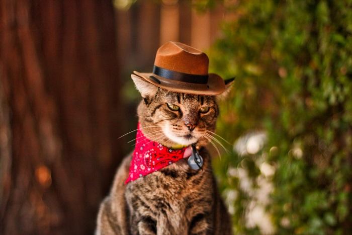 Cat wearing a hat in a compressed image, adding a touch of humor and style to its appearance