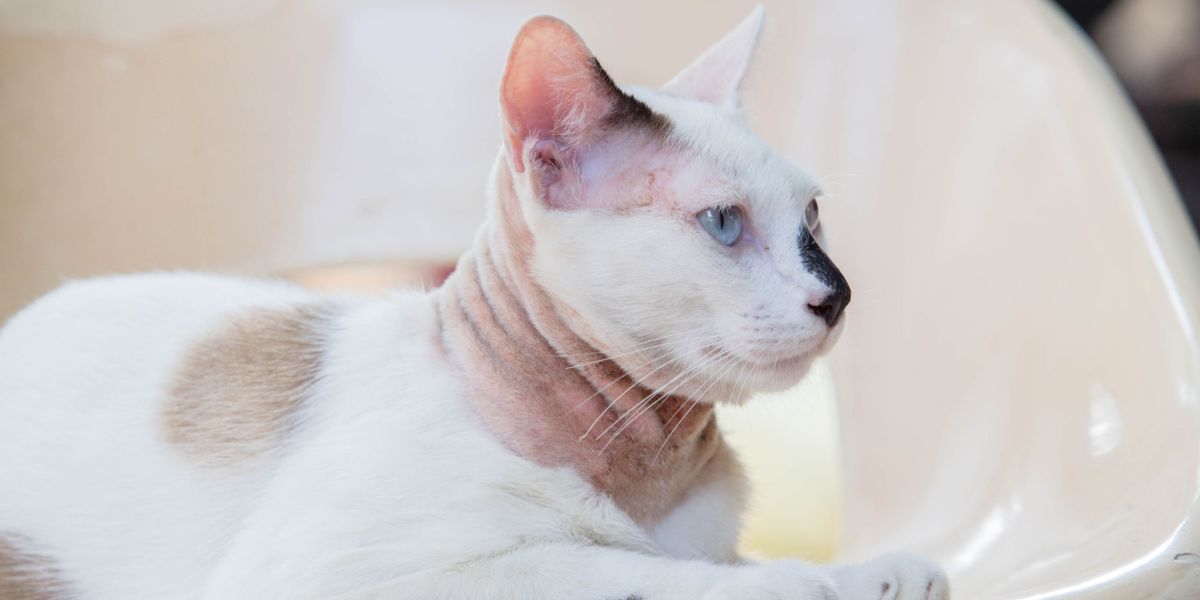 A cat with a skin disease, emphasizing the need for proper diagnosis and treatment of feline skin conditions.