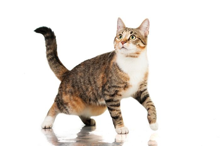 Image showcasing cats' ability to communicate through their tails, displaying various tail positions and movements that convey different emotions and intentions