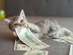 cost of pet insurance for cats feature