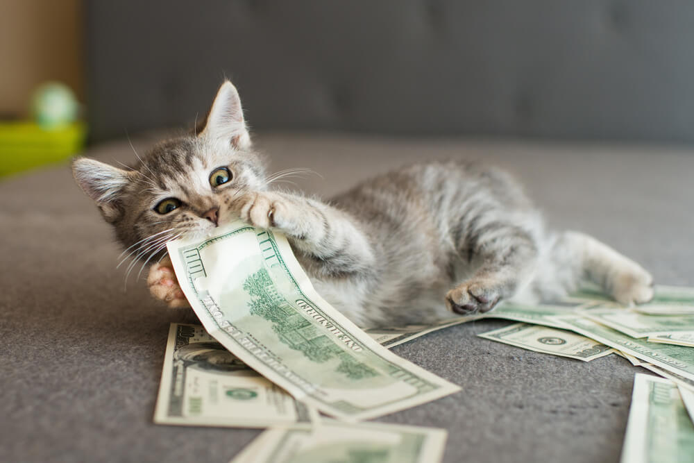 cost of pet insurance for cats feature