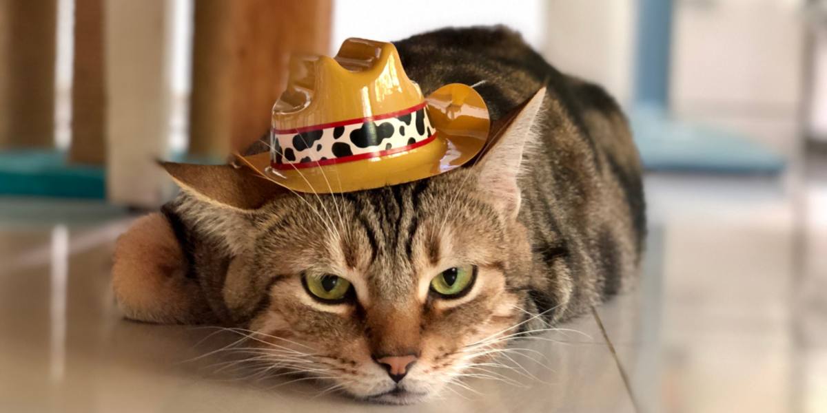 Cowboy cat in a compressed image, embodying a playful and fun-loving spirit