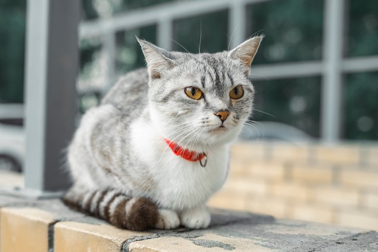 An image featuring an adorable American Shorthair cat, exuding cuteness with its expressive eyes and charming presence.