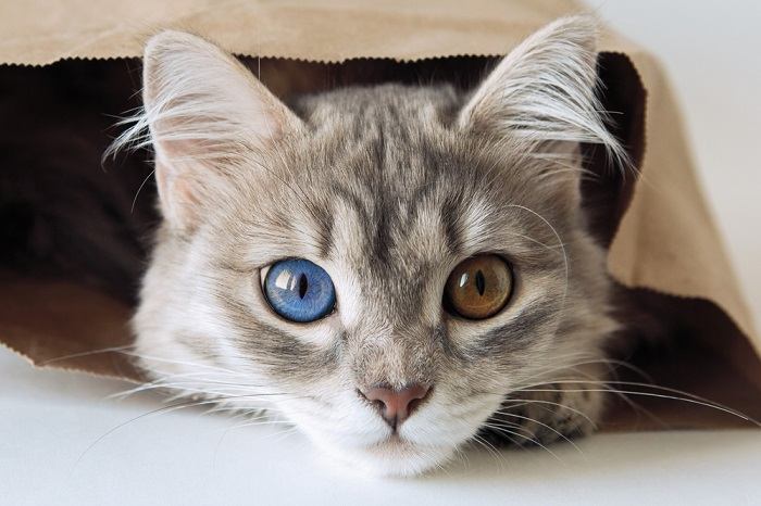 cute-gray-cat