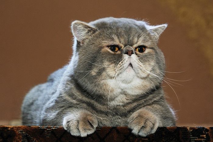 10 hechos sorprendentes sobre los bigotes de gato