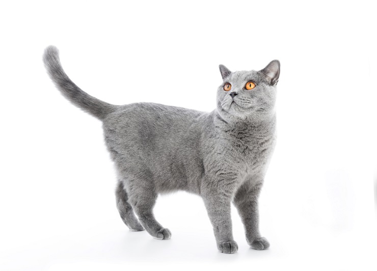 British Shorthair Cat is looking up