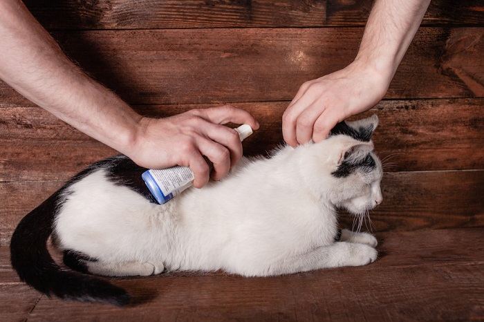 Frontline Spray for Cats: Overview, Dosage &Amp; Side Effects 