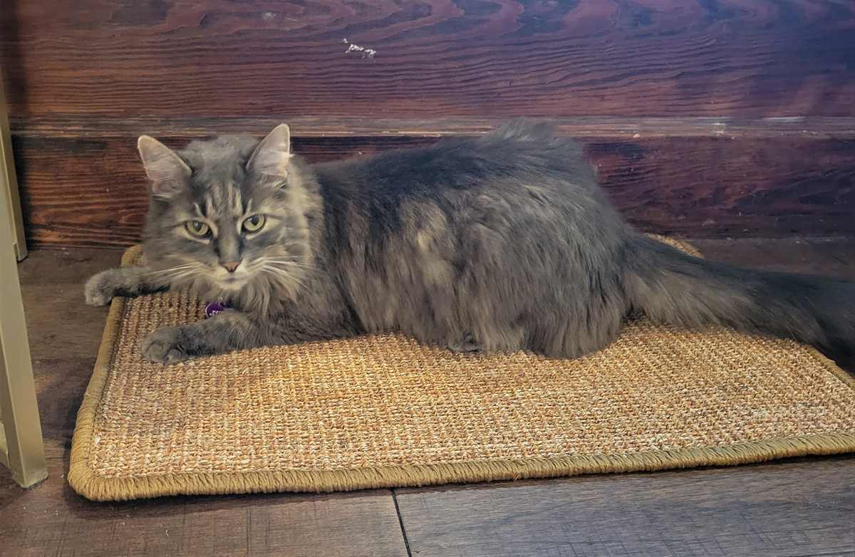 furniture-protection-from-cat