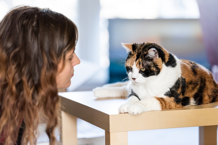 A cat sitting next to a clock, emphasizing the importance of spending time with your feline companion.