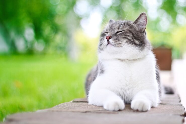 A joyful Korean cat with a content expression, radiating happiness and relaxation.