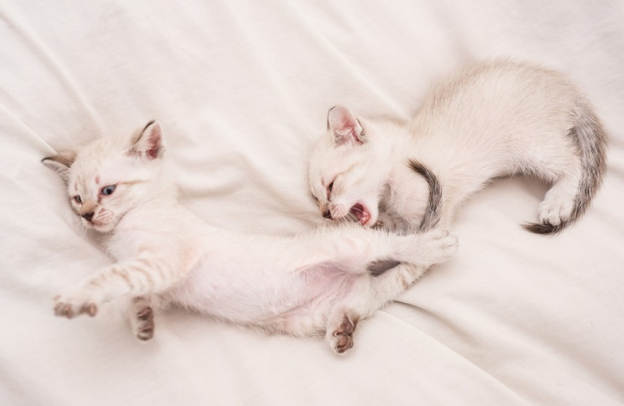 Photo inspiration: Visual Reference: Why Do Cats Knead And Bite Blankets