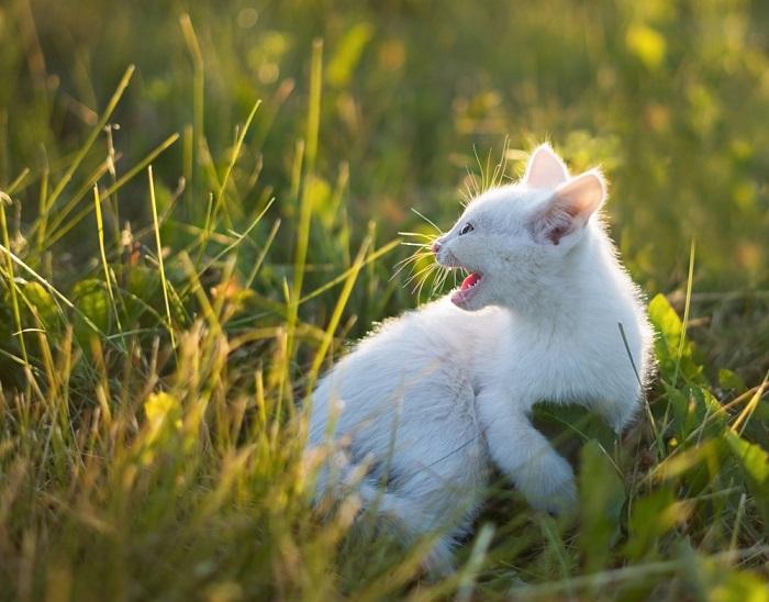 Why Do Cats Hiss at Kittens? A Veterinarian Explains 