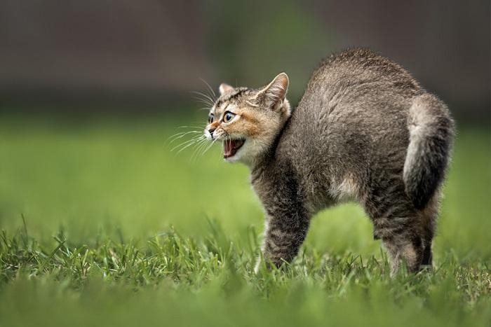 When Will My Cat Stop Hissing At The New Kitten Cats