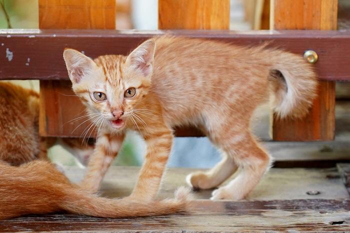 A defensive kitten hissing in response to a perceived threat.