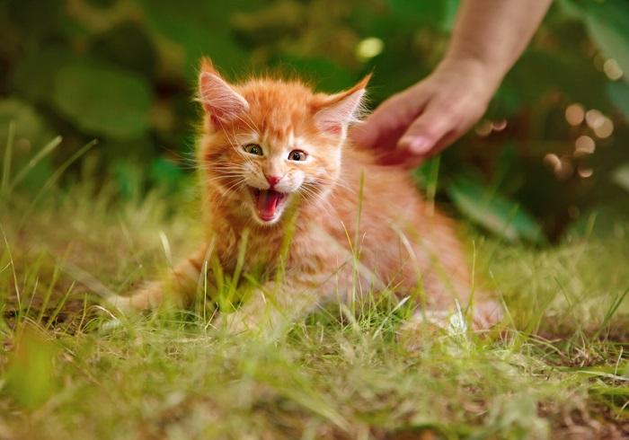 An adorable kitten displaying a defensive stance, fur raised and hissing, showcasing its instinctual response to a perceived threat, while still retaining a touch of youthful innocence.