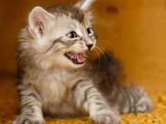 A young kitten captured in a defensive posture, back arched and fur puffed up, hissing as a sign of fear or aggression, using its small size and voice to assert boundaries.