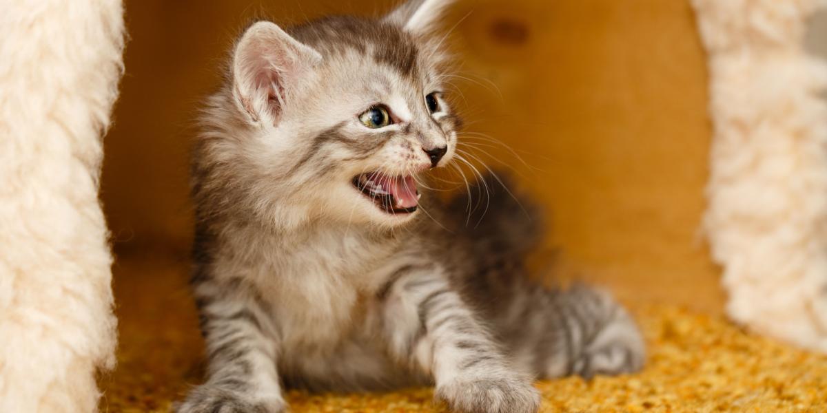 A young kitten captured in a defensive posture, back arched and fur puffed up, hissing as a sign of fear or aggression, using its small size and voice to assert boundaries.