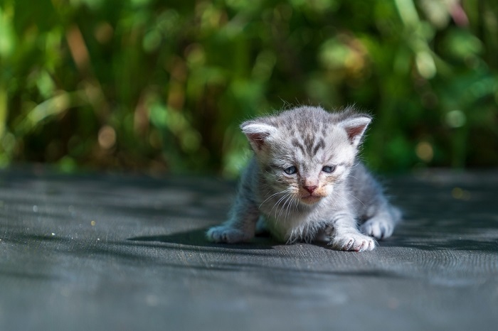 Grey best sale kitty cat