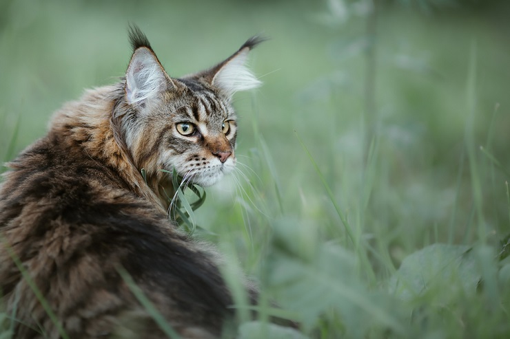 Stunning image of a majestic Maine Coon cat, showcasing its distinctive long fur, tufted ears, and striking facial features.