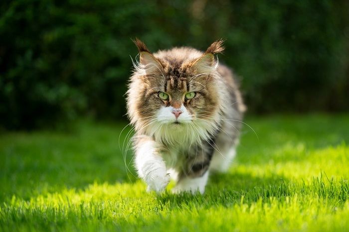 Image of a cat gracefully walking through lush green grass