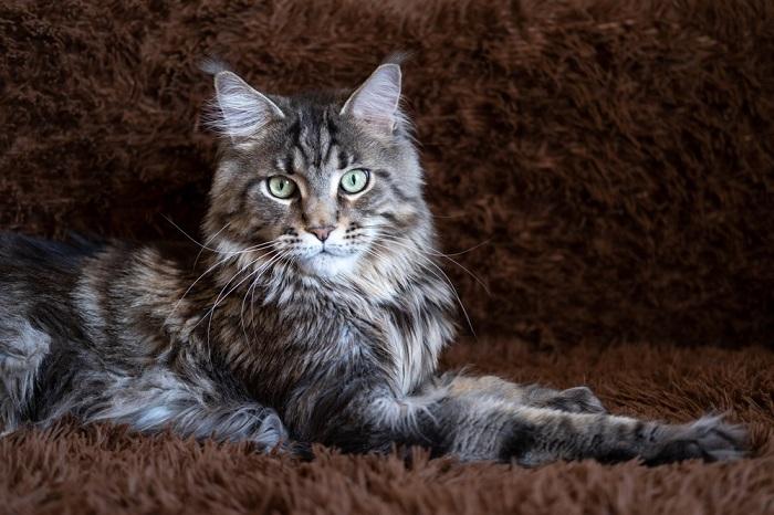 Male cat, displaying a handsome and confident demeanor.