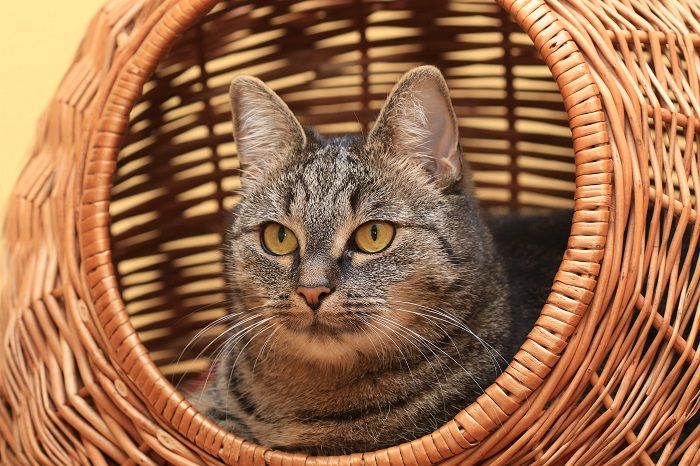 Cat comfortably nestled inside a woven cat bed, enjoying its cozy and stylish retreat