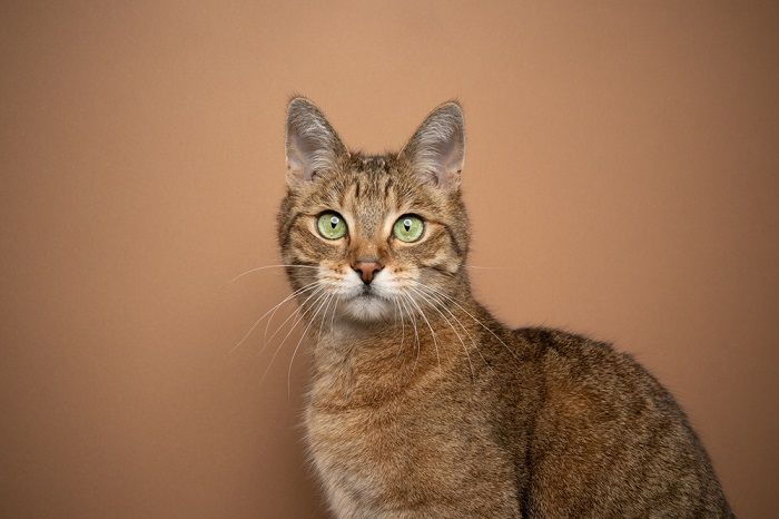 Brown cat with striking green eyes, exemplifying its unique and enchanting appearance