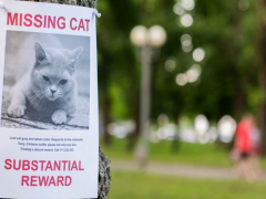 Urgent message: Missing cat, seeking assistance from the community to locate a beloved feline companion.