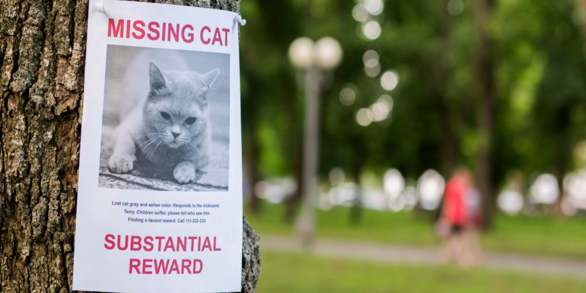 Urgent message: Missing cat, seeking assistance from the community to locate a beloved feline companion.