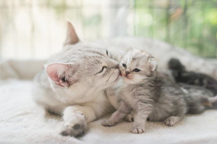 mother cat licking kitten