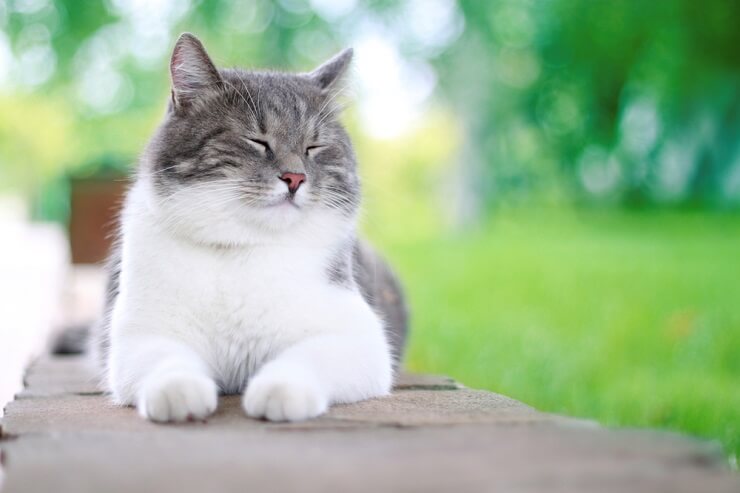 My cat enjoying a leisurely sunbath, reclining luxuriously in a sunlit spot.