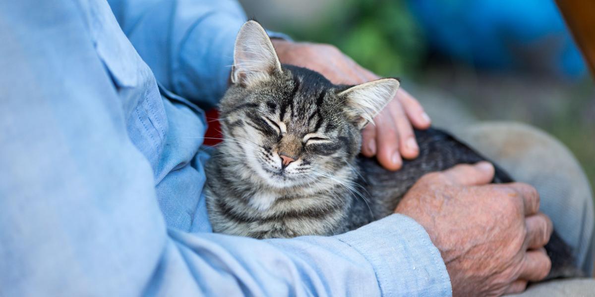 The image portrays a heartwarming scene where an elderly man is tenderly interacting with a senior cat.