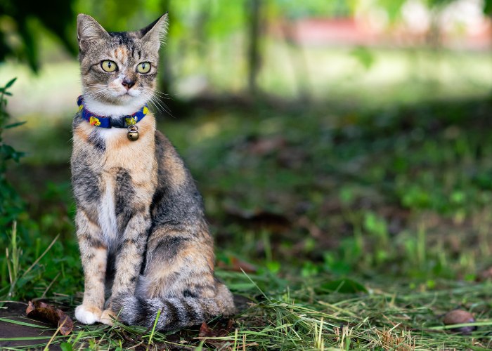 Pretty Cat with Bell on Collar