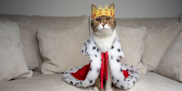 150 Best Royal Cat Names For Regal And Noble Kittens