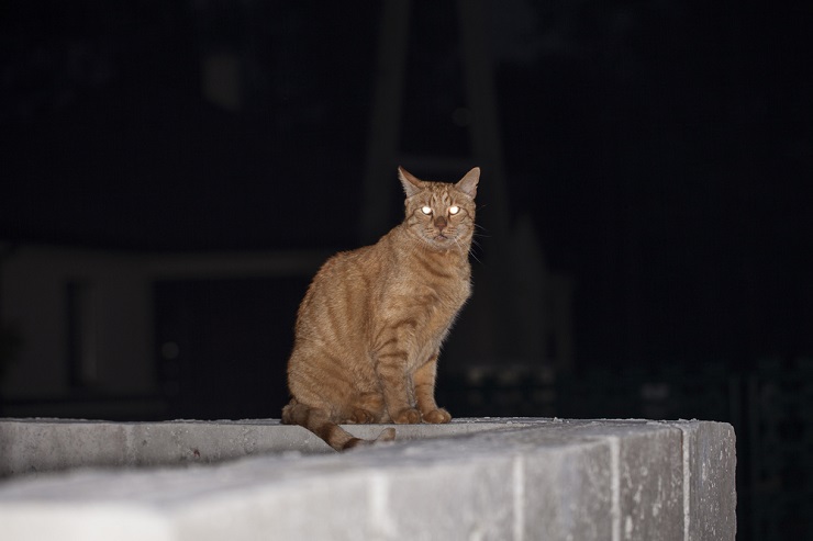 cat at night