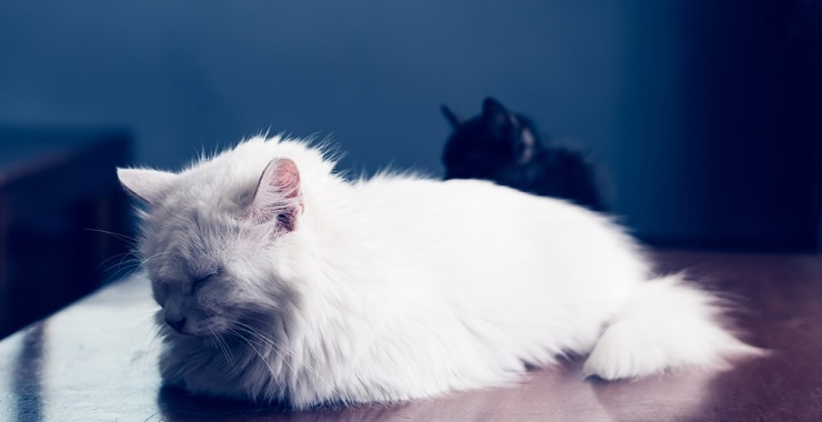 Image of a sick cat resting, displaying lethargy and discomfort, highlighting the importance of attentive care during illness.