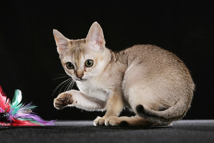 An image capturing the joyful playfulness of a Singapura cat, engaged in a spirited play session that reflects its energetic and lively nature.