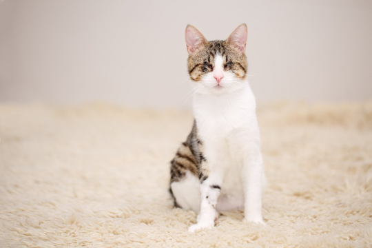 5 Reasons To Adopt a Special Needs Cat