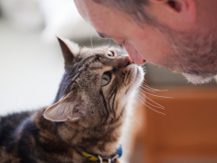 Image depicting a person engaging in conversation with a cat.