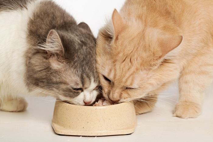 Two cats sharing one food bowl.